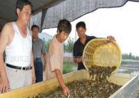 泥鳅苗种培育与养殖技术解析